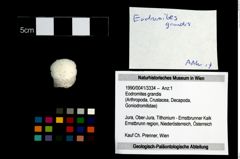 Foto (Objekt + Etikett) von Eodromites grandis  (NHMW-GEO-1990-0041-3334)